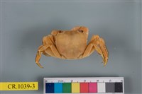 藏品(肉球近方蟹)的圖片